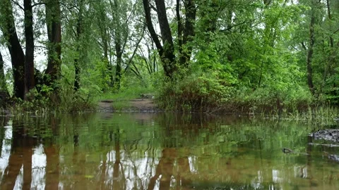 A forest road flooded by a river during a flood Stock Footage 154872104