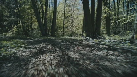 Forest Road. A flying camera above the ground. Stock Footage 89884017
