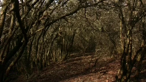 Forest Road Stock Footage 713917