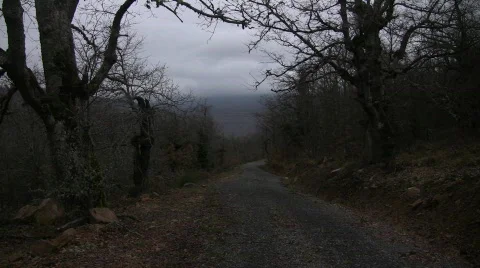 Forest Road 库存影片 713953