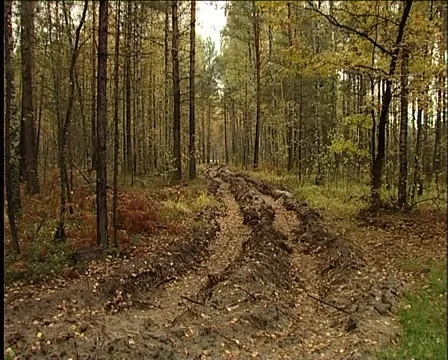 Forest road Vídeo Stock 1012570