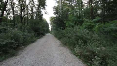 Forest Road Stock Footage 7757267