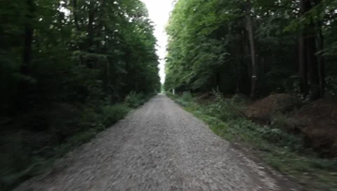 Forest Road Stock Footage 7757280