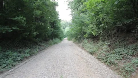 Forest Road Stock Footage 7757293