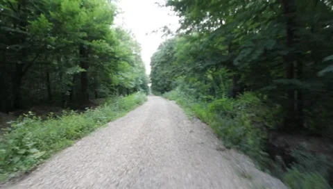 Forest Road Stock Footage 7757298