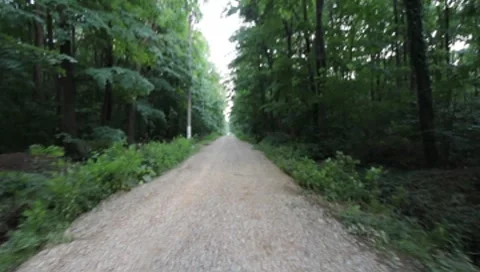 Forest Road Stock Footage 7757302