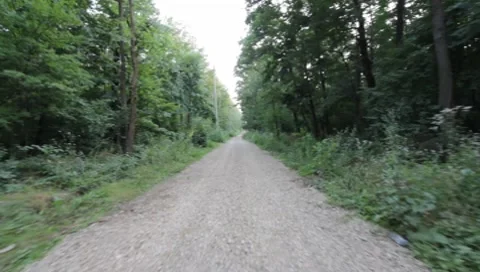 Forest Road Stock Footage 7757305