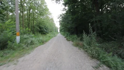 Forest Road Stock Footage 7757309