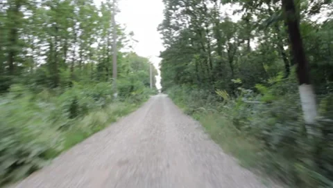 Forest Road Stock Footage 7757312