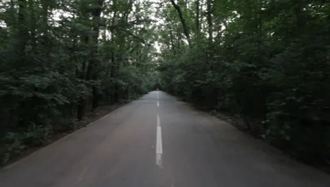 Forest Road Stock Footage 7757314