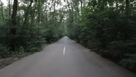 Forest Road Stock Footage 7757316