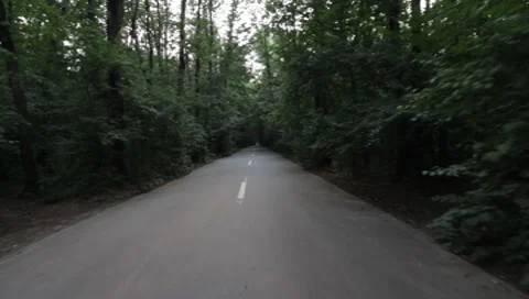 Forest Road Stock Footage 7757318
