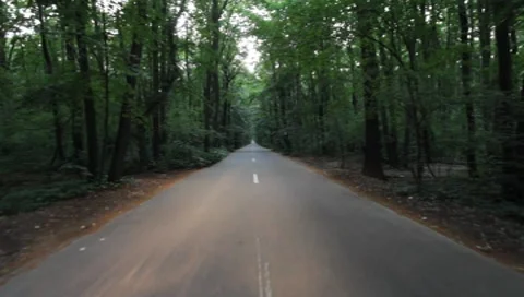 Forest Road Stock Footage 7757321