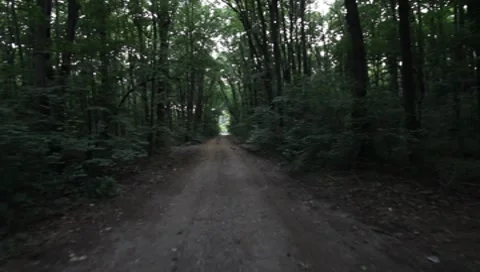 Forest Road Stock Footage 7757328
