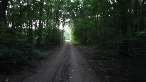 Forest Road Stock Footage 7757331
