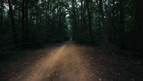 Forest Road Stock Footage 7757335