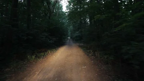 Forest Road Stock Footage 7757336