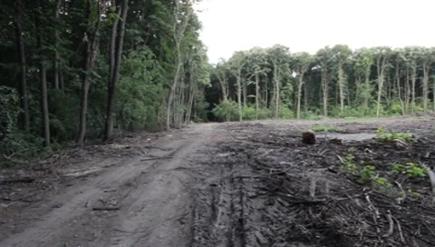 Forest Road Stock Footage 7757339