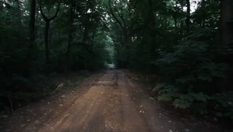 Forest Road Stock Footage 7757341