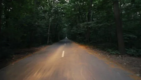 Forest Road Stock Footage 7757343