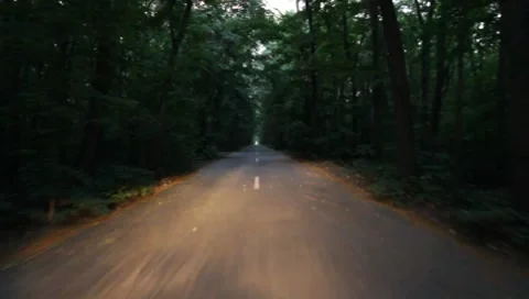 Forest Road Stock Footage 7757346