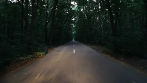 Forest Road Stock Footage 7757347