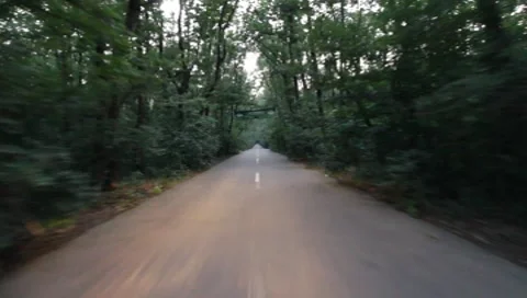 Forest Road Stock Footage 7757348
