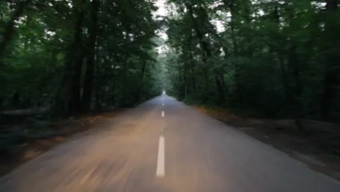 Forest Road Stock Footage 7757349
