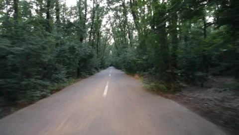 Forest Road Stock Footage 7757352