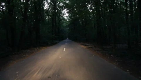 Forest Road Stock Footage 7757354
