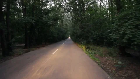 Forest Road Stock Footage 7757356