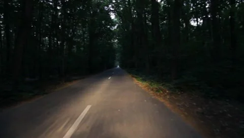 Forest Road Stock Footage 7757359