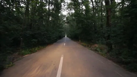 Forest Road Stock Footage 7757362