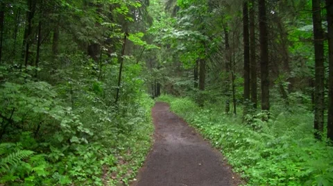 Forest road Video stock 7761308