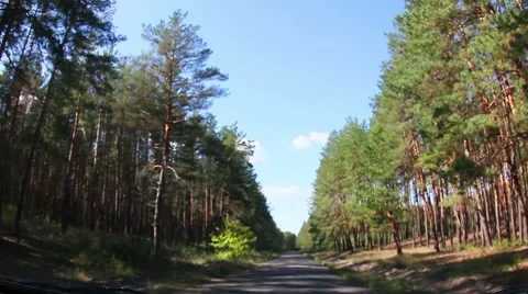 Forest Road Stock Footage 8680199