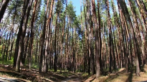Forest Road Stock Footage 8836266