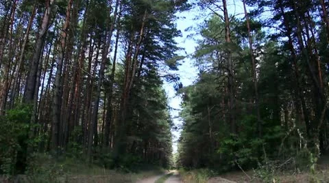 Forest road Stock Footage 9146942