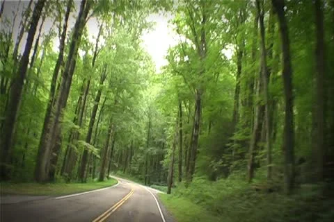 Forest Road Stock Footage 10679574