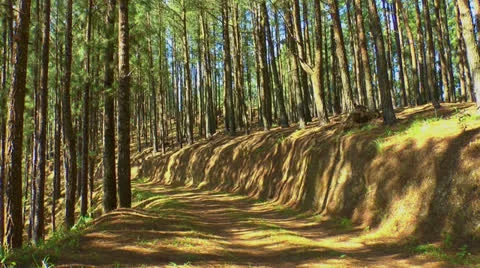Forest Road Stock-Footage 23576896