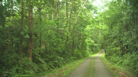 Forest Road Stock Footage 32594262