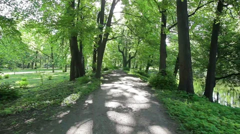 Forest road Stock Footage 35732089