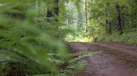 Forest road 库存影片 39844718