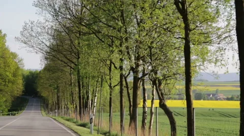 Forest road Video stock 50234361