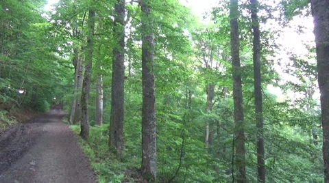 Forest, road 스톡 동영상 51977261