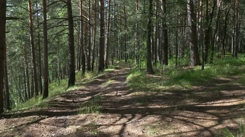 Forest Road 스톡 동영상 70990499