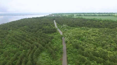 Forest Road Stock Footage