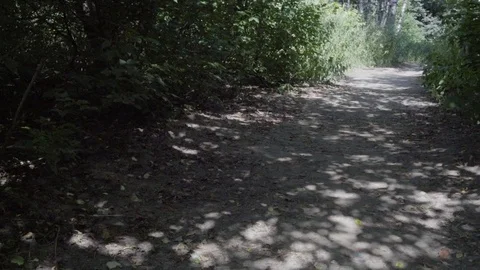 Forest Road Stock Footage 79172198