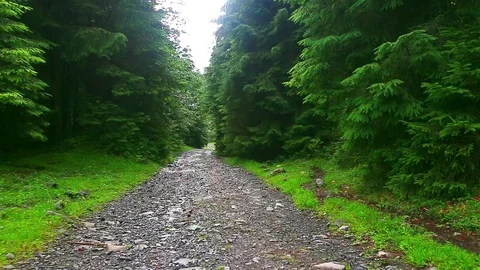 Forest Road Video stock 80015919