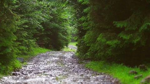 Forest Road Video stock 80015953