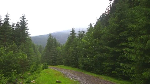 Forest Road Video stock 80016450